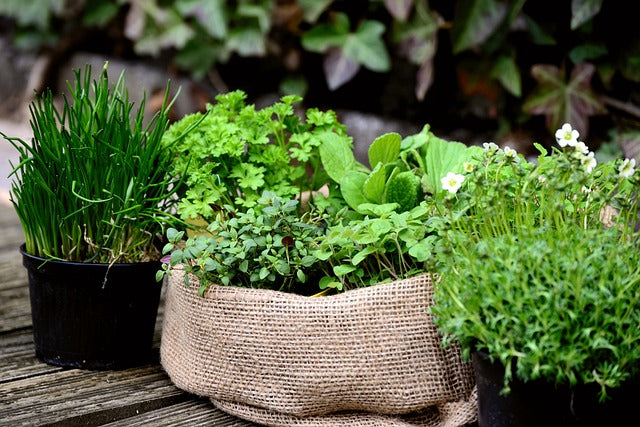 Plantes Aromatiques en Intérieur : Comment les Cultiver ?