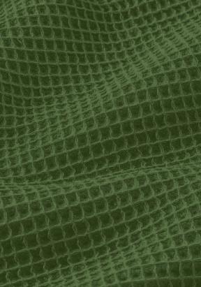 Nid d'abeille fougère - 1